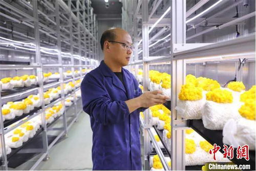 山東多地加快發展數字農業，智慧農田新模式引領鄉村振興